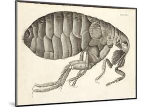 Cross-Section of a Flea from Micrographia, Pub. 1665 (Engraving)-Robert Hooke-Mounted Giclee Print