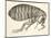 Cross-Section of a Flea from Micrographia, Pub. 1665 (Engraving)-Robert Hooke-Mounted Giclee Print