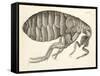 Cross-Section of a Flea from Micrographia, Pub. 1665 (Engraving)-Robert Hooke-Framed Stretched Canvas