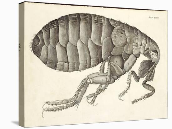 Cross-Section of a Flea from Micrographia, Pub. 1665 (Engraving)-Robert Hooke-Stretched Canvas