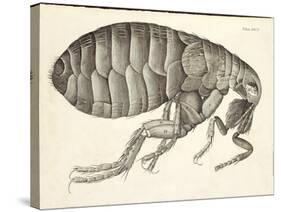 Cross-Section of a Flea from Micrographia, Pub. 1665 (Engraving)-Robert Hooke-Stretched Canvas