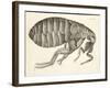 Cross-Section of a Flea from Micrographia, Pub. 1665 (Engraving)-Robert Hooke-Framed Giclee Print