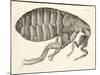 Cross-Section of a Flea from Micrographia, Pub. 1665 (Engraving)-Robert Hooke-Mounted Giclee Print