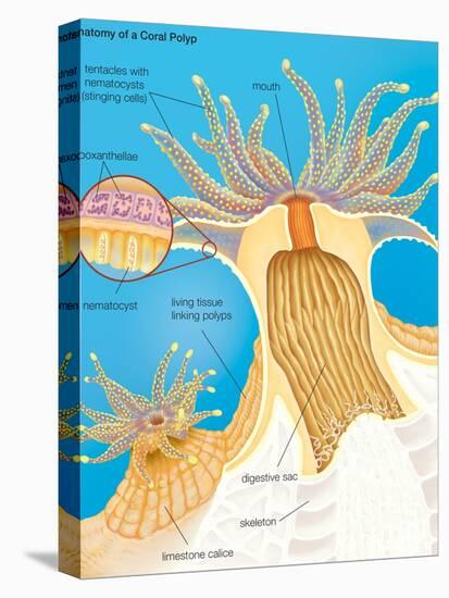 Cross Section of a Generalized Coral Polyp. Invertebrate, Cnidarians, Biology-Encyclopaedia Britannica-Stretched Canvas