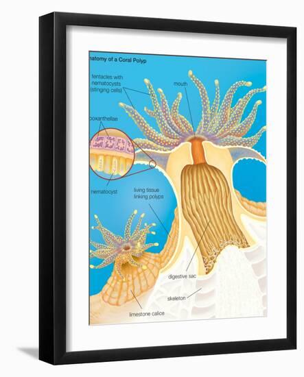Cross Section of a Generalized Coral Polyp. Invertebrate, Cnidarians, Biology-Encyclopaedia Britannica-Framed Art Print