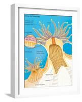 Cross Section of a Generalized Coral Polyp. Invertebrate, Cnidarians, Biology-Encyclopaedia Britannica-Framed Art Print