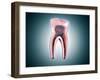 Cross-Section of a Human Tooth-null-Framed Art Print