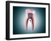 Cross-Section of a Human Tooth-null-Framed Art Print