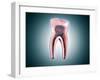 Cross-Section of a Human Tooth-null-Framed Art Print