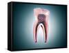 Cross-Section of a Human Tooth-null-Framed Stretched Canvas