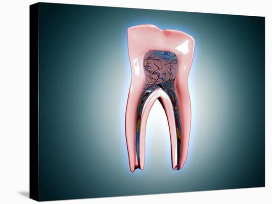 Cross-Section of a Human Tooth-null-Stretched Canvas
