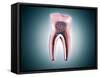 Cross-Section of a Human Tooth-null-Framed Stretched Canvas