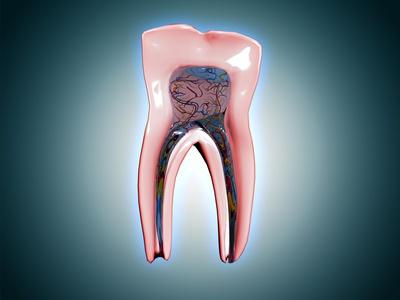 https://imgc.allpostersimages.com/img/posters/cross-section-of-a-human-tooth_u-L-Q1JEMNH0.jpg?artPerspective=n