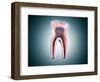 Cross-Section of a Human Tooth-null-Framed Art Print