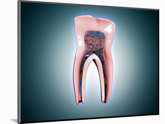 Cross-Section of a Human Tooth-null-Mounted Art Print