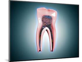 Cross-Section of a Human Tooth-null-Mounted Art Print