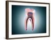 Cross-Section of a Human Tooth-null-Framed Art Print