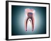 Cross-Section of a Human Tooth-null-Framed Art Print