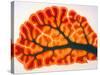 Cross-section of Cortex & Medulla of Cerebellum-Volker Steger-Stretched Canvas