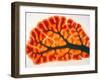 Cross-section of Cortex & Medulla of Cerebellum-Volker Steger-Framed Photographic Print