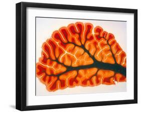 Cross-section of Cortex & Medulla of Cerebellum-Volker Steger-Framed Photographic Print