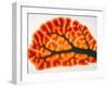 Cross-section of Cortex & Medulla of Cerebellum-Volker Steger-Framed Photographic Print