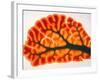 Cross-section of Cortex & Medulla of Cerebellum-Volker Steger-Framed Photographic Print