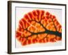 Cross-section of Cortex & Medulla of Cerebellum-Volker Steger-Framed Photographic Print