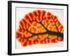 Cross-section of Cortex & Medulla of Cerebellum-Volker Steger-Framed Photographic Print