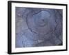 Cross Section of Fallen Tree in Colorado,USA-Anna Miller-Framed Photographic Print