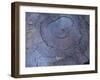 Cross Section of Fallen Tree in Colorado,USA-Anna Miller-Framed Photographic Print