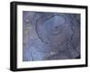 Cross Section of Fallen Tree in Colorado,USA-Anna Miller-Framed Photographic Print