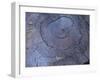 Cross Section of Fallen Tree in Colorado,USA-Anna Miller-Framed Photographic Print