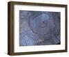 Cross Section of Fallen Tree in Colorado,USA-Anna Miller-Framed Photographic Print