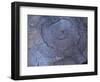 Cross Section of Fallen Tree in Colorado,USA-Anna Miller-Framed Photographic Print