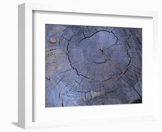 Cross Section of Fallen Tree in Colorado,USA-Anna Miller-Framed Photographic Print