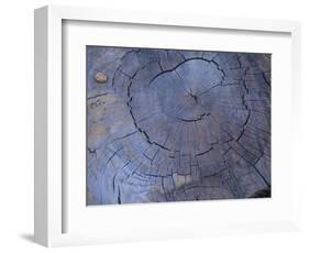 Cross Section of Fallen Tree in Colorado,USA-Anna Miller-Framed Photographic Print