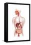 Cross Section of Human Digestive System-null-Framed Stretched Canvas