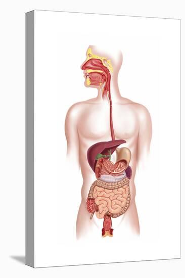 Cross Section of Human Digestive System-null-Stretched Canvas