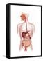 Cross Section of Human Digestive System-null-Framed Stretched Canvas