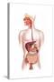 Cross Section of Human Digestive System-null-Stretched Canvas