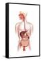 Cross Section of Human Digestive System-null-Framed Stretched Canvas