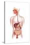 Cross Section of Human Digestive System-null-Stretched Canvas