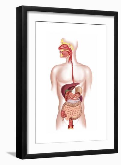 Cross Section of Human Digestive System-null-Framed Art Print