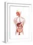 Cross Section of Human Digestive System-null-Framed Art Print