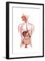 Cross Section of Human Digestive System-null-Framed Art Print