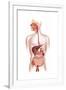 Cross Section of Human Digestive System-null-Framed Art Print