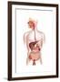 Cross Section of Human Digestive System-null-Framed Art Print