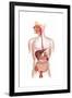 Cross Section of Human Digestive System-null-Framed Art Print