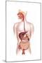 Cross Section of Human Digestive System-null-Mounted Art Print